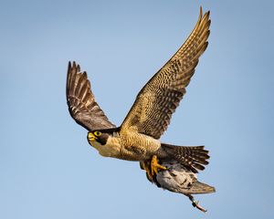Peregrine falcon and prey, Caloundra